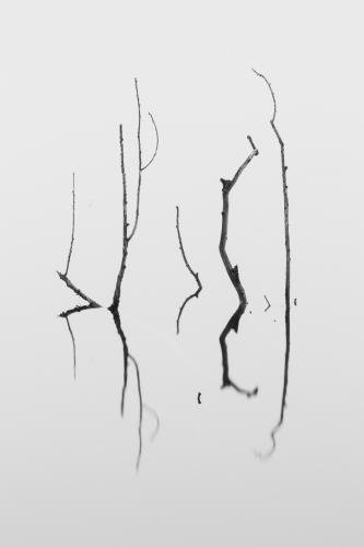 web41632020220